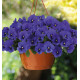 PENSEE TOP WAVE™ BLUE BLOTCH