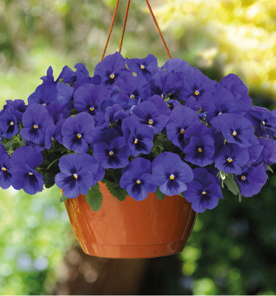 PENSEE TOP WAVE™ BLUE BLOTCH