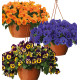COLIBRIANT 9 PENSEES CASCADES TOP WAVE