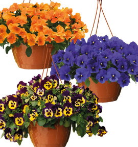 COLIBRIANT 9 PENSEES CASCADES TOP WAVE : 3 ORANGE + 3 BLUE BLOTCH + 3 PURPLE SUNBURST