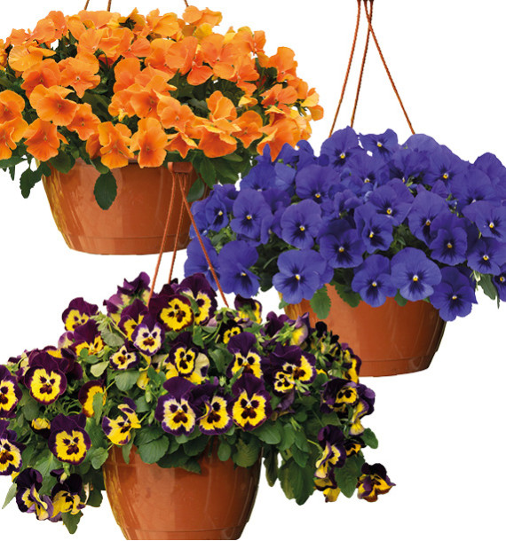 COLIBRIANT 9 PENSEES CASCADES TOP WAVE