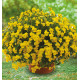 VIOLETTE ENDURIO YELLOW