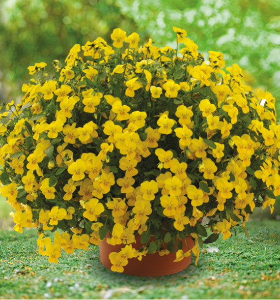 VIOLETTE ENDURIO YELLOW