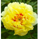 PIVOINE ITOH ‘BARTZELLA’