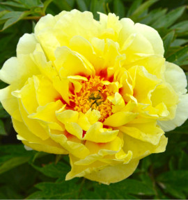 PIVOINE ITOH ‘BARTZELLA’