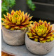 SEMPERVIVUM CHICK CHARMS® GOLD RUSH