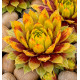 SEMPERVIVUM CHICK CHARMS® GOLD RUSH