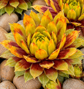 SEMPERVIVUM CHICK CHARMS® GOLD RUSH