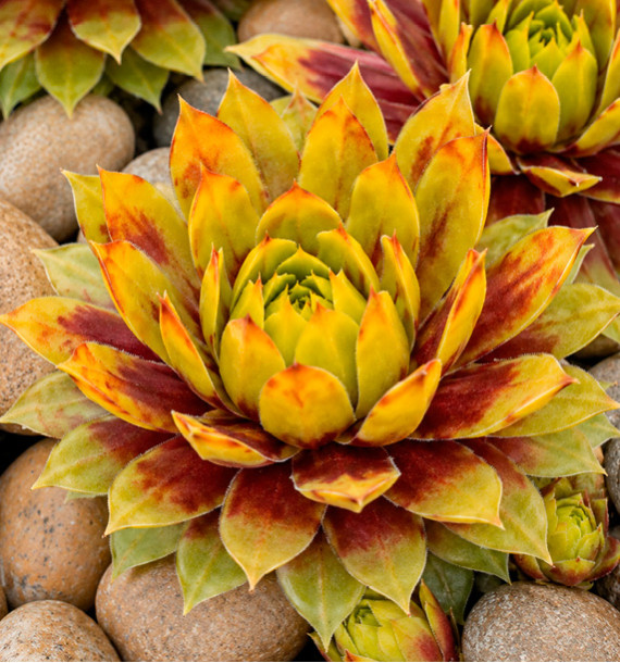 SEMPERVIVUM CHICK CHARMS® GOLD RUSH