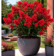 LILAS DES INDES ENDURING® RED