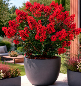 LILAS DES INDES ENDURING® RED