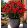 LILAS DES INDES ENDURING® RED