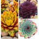 COLIBRIANT 3 SEMPERVIVUM CHICK CHARMS® : 1 GOLD RUSH + 1 CHOCOLATE KISS + 1 MINT MARVEL