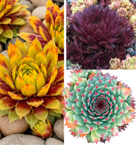 COLIBRIANT 3 SEMPERVIVUM CHICK CHARMS® : 1 GOLD RUSH + 1 CHOCOLATE KISS + 1 MINT MARVEL