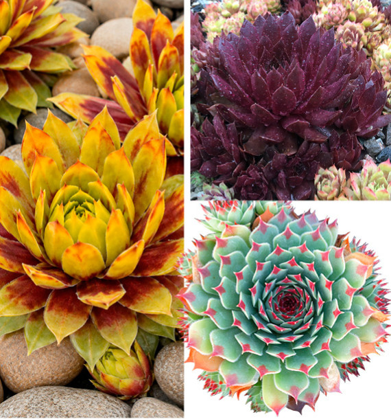 COLIBRIANT 3 SEMPERVIVUM CHICK CHARMS® : 1 GOLD RUSH + 1 CHOCOLATE KISS + 1 MINT MARVEL