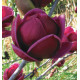 MAGNOLIA GENIE®