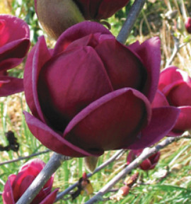 MAGNOLIA GENIE®