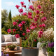 MAGNOLIA GENIE®