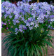 AGAPANTHE CHARLOTTE