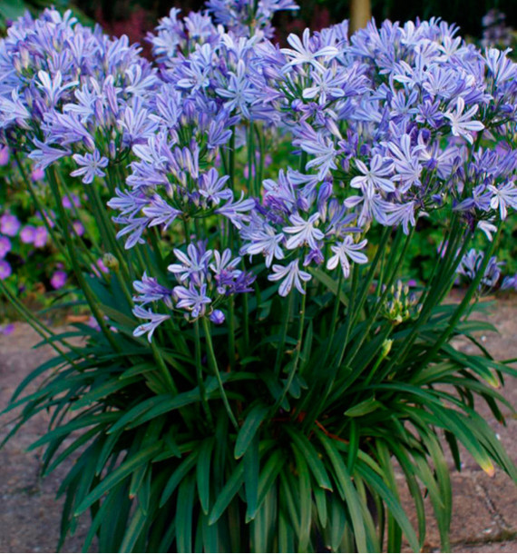 AGAPANTHE CHARLOTTE
