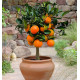 CITRONNIER LIMETTE ROUGE