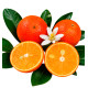 CITRONNIER LIMETTE ROUGE