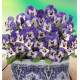 VIOLETTE SORBET® DELFT BLUE