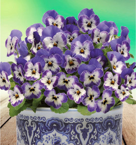 VIOLETTE SORBET® DELFT BLUE