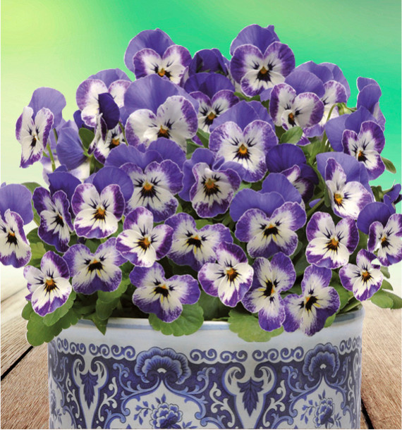 VIOLETTE SORBET® DELFT BLUE