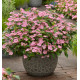 HORTENSIA FIRST LOVE®