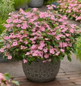 HORTENSIA FIRST LOVE®