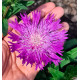 BLEUET D’AMÉRIQUE AMETHYST®