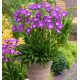 BLEUET D’AMÉRIQUE AMETHYST®