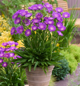 BLEUET D’AMÉRIQUE AMETHYST®