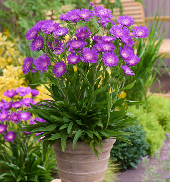 BLEUET D’AMÉRIQUE AMETHYST®