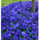 PENSÉE PANOLA TRUE BLUE®
