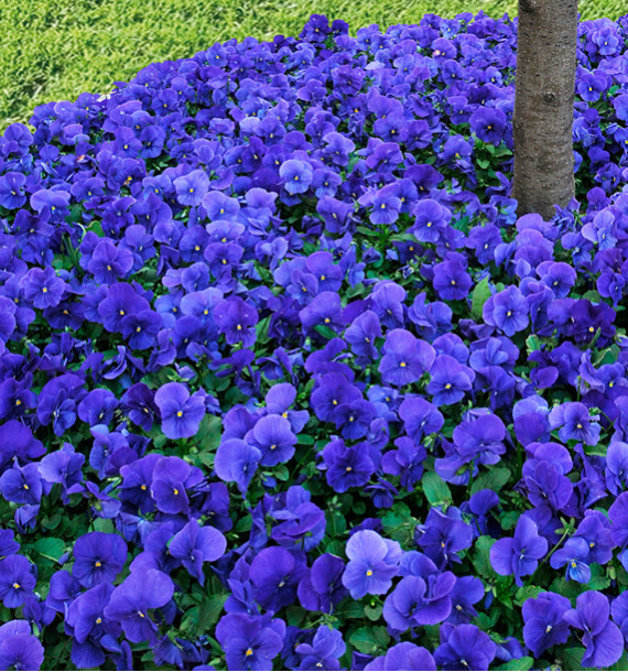 PENSÉE PANOLA TRUE BLUE®