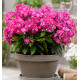 PHLOX BAMBINI® SWEET TART