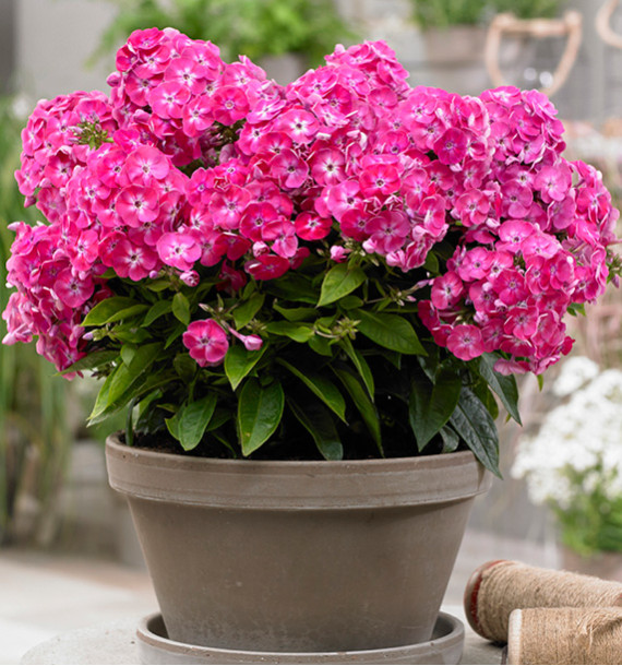 PHLOX BAMBINI® SWEET TART