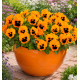 PENSEE INSPIRE PLUS® ORANGE BLOTCH