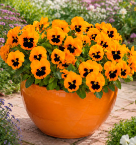 PENSEE INSPIRE PLUS® ORANGE BLOTCH
