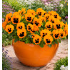 PENSEE INSPIRE PLUS® ORANGE BLOTCH