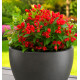 WEIGELIA NAIN ALL SUMMER RED®