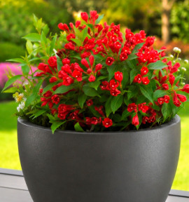 WEIGELIA NAIN ALL SUMMER RED®