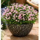 MYOSOTIS MON AMIE PINK