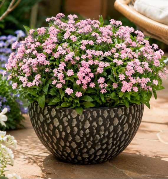 MYOSOTIS MON AMIE PINK