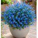  MYOSOTIS SAVOIE