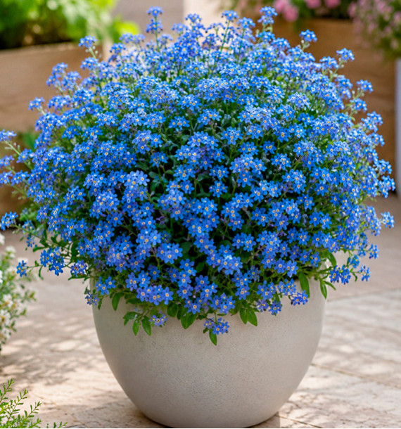  MYOSOTIS SAVOIE