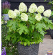 HYDRANGEA QUERCIFOLIA TARA®