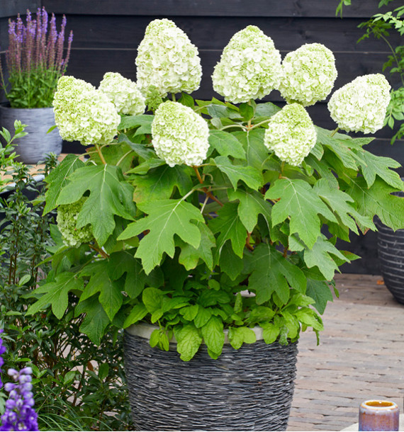 HYDRANGEA QUERCIFOLIA TARA®
